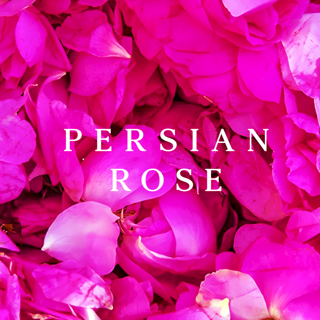 The Persian rose at the heart of Noosh Persian Rose Gin carries both a sense of place and cultural meaning.