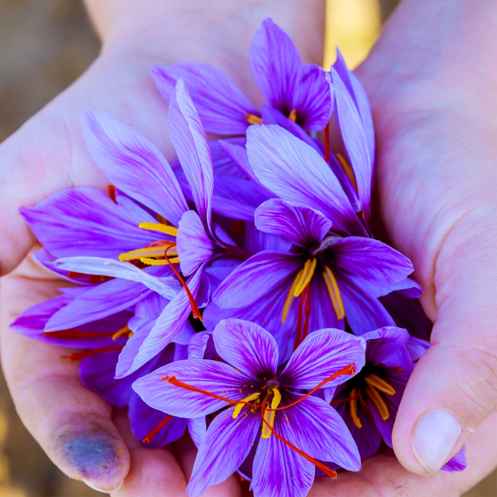 Saffron has long held a special place in Persian culture, from food and drinks to celebrations and gathering tables. Its distinctive aroma, colour and warmth are instantly familiar to many who grew up with it.

When creating Noosh Persian Saffron Gin, we wanted that character to remain recognisable rather than disappear into the background. Marand is our way of bringing that treasured botanical into a contemporary Canadian gin while preserving the connection to where it comes from.